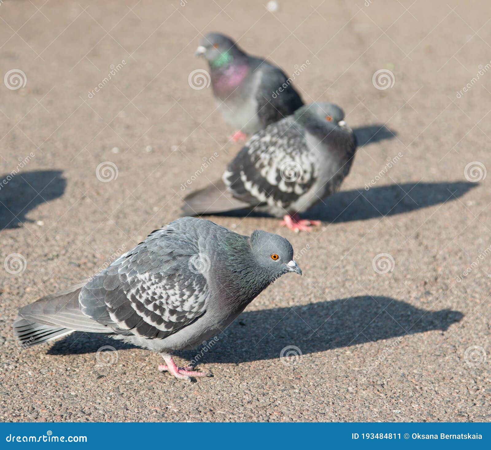 Pigeons Walking Along the Road in the City Stock Image Image of