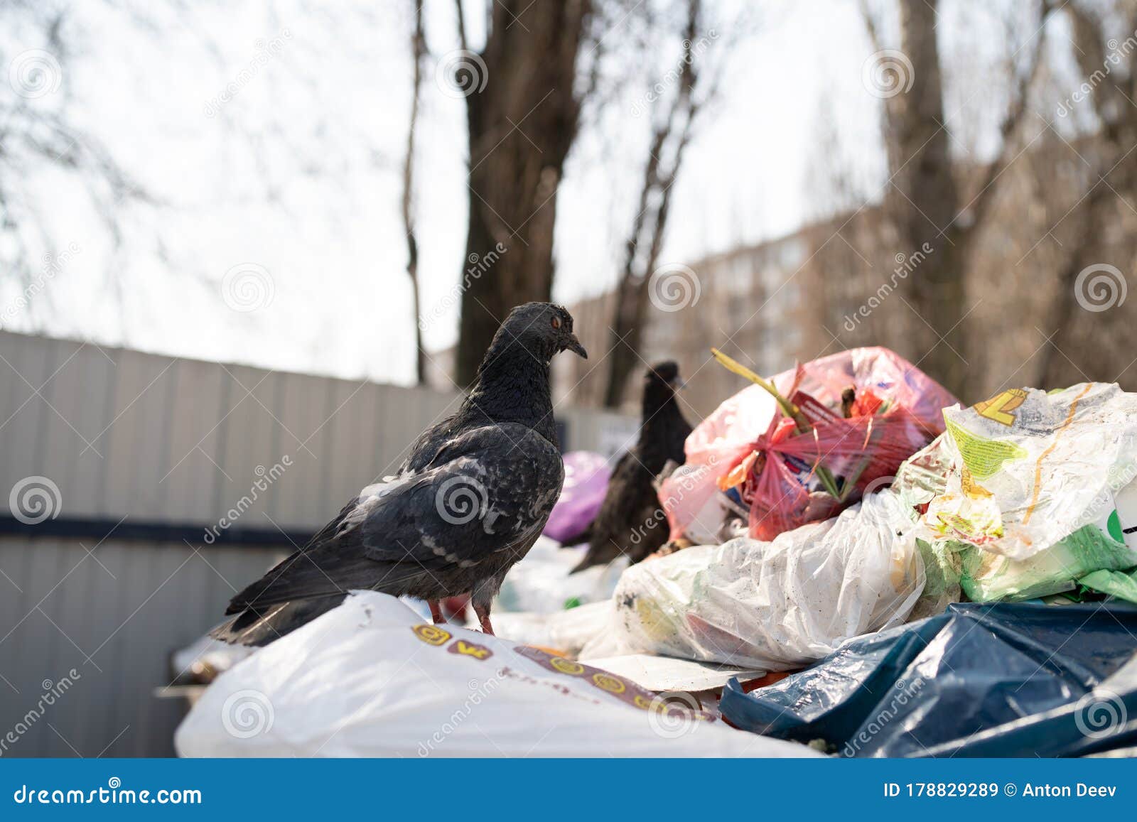 Pigeons in a Dumpster Looking for Food. Hungry Birds Search for Food in ... Biology Diagrams