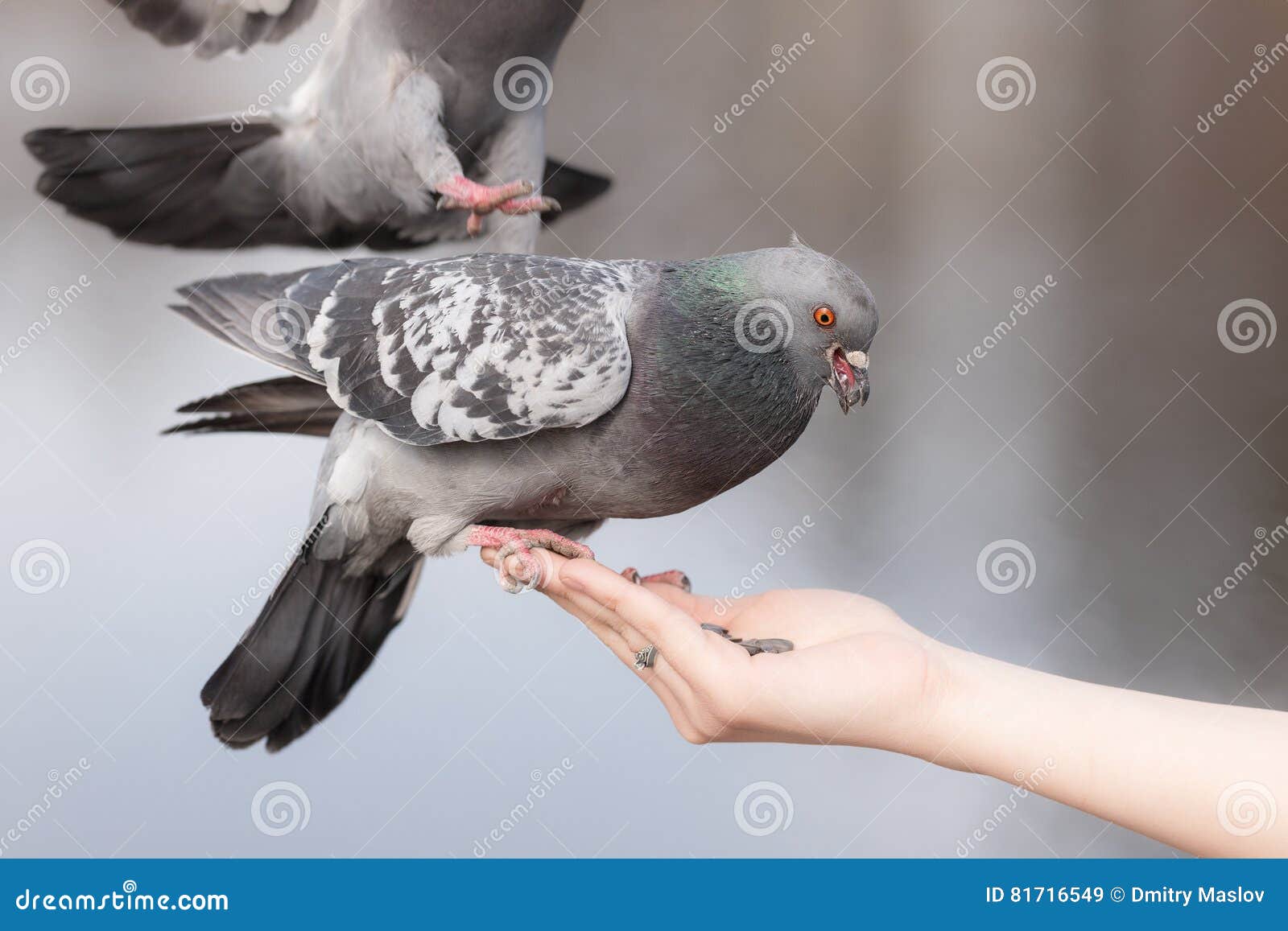 Pigeons Eat Sunflower Seeds Stock Image Image of animals, birds 81716549