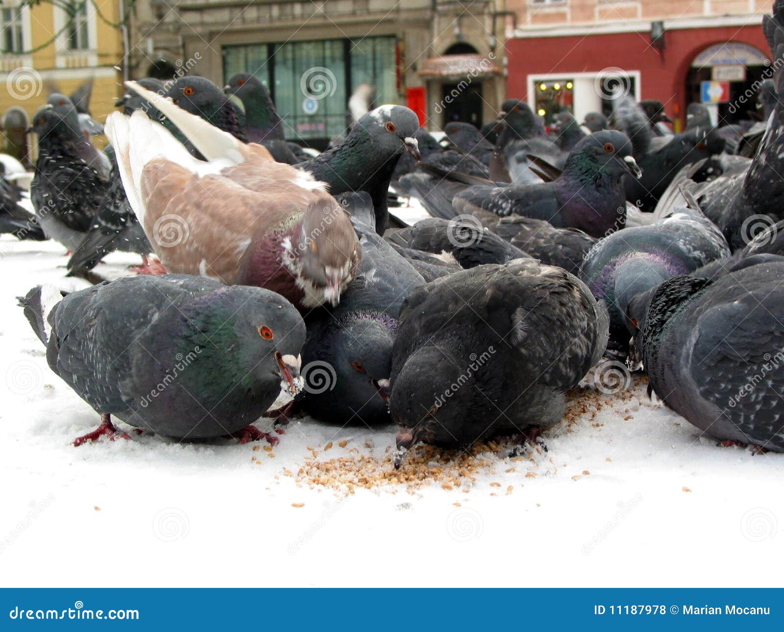 Pigeons eating stock photo. Image of drink, starve, bird 11187978