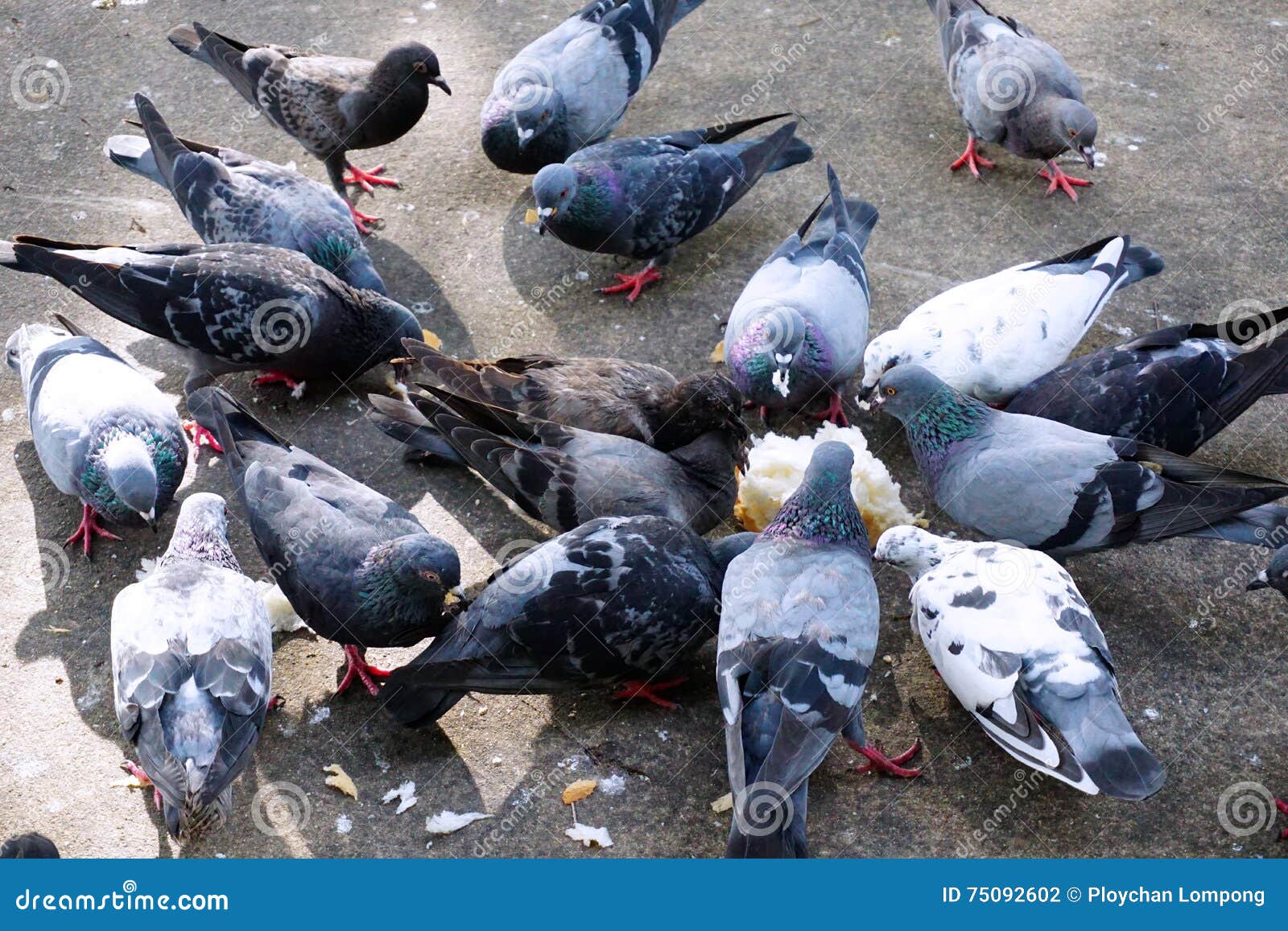 Pigeons eating bread stock photo. Image of male, grey 75092602