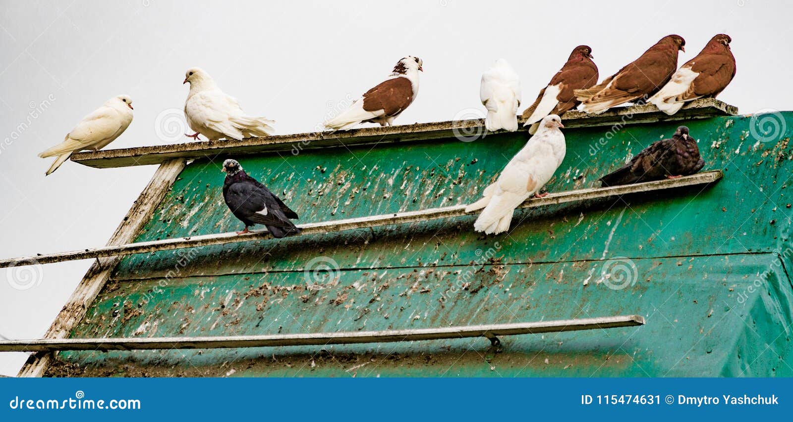Pigeons. Flock of Pigeons on the Roof Building. Stock Image Image of