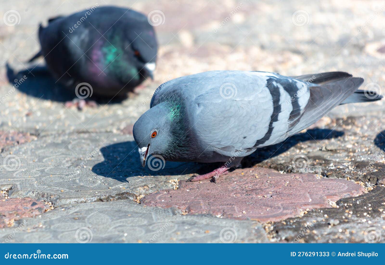 Pigeons on the Ground. Pigeons Eat Sunflower Seeds Stock Image Image