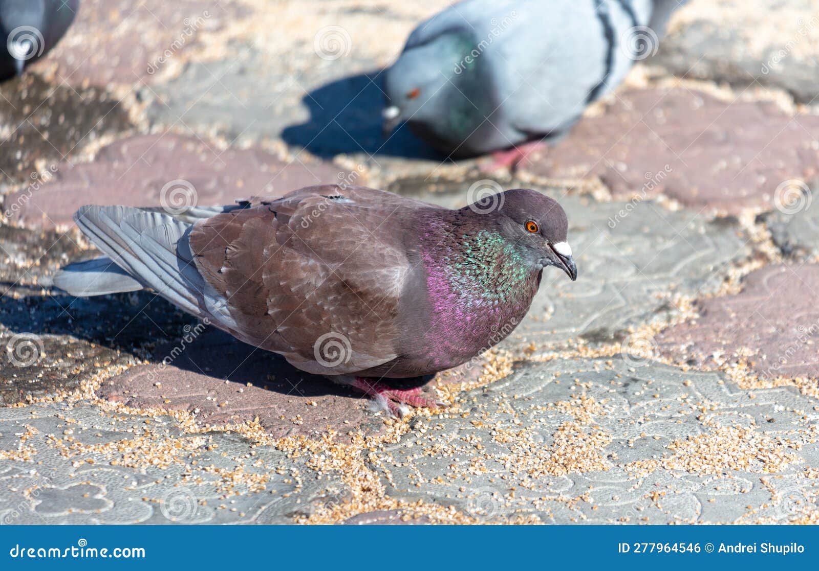 Pigeons on the Ground. Pigeons Eat Sunflower Seeds Stock Photo Image of seed, wing 277964546