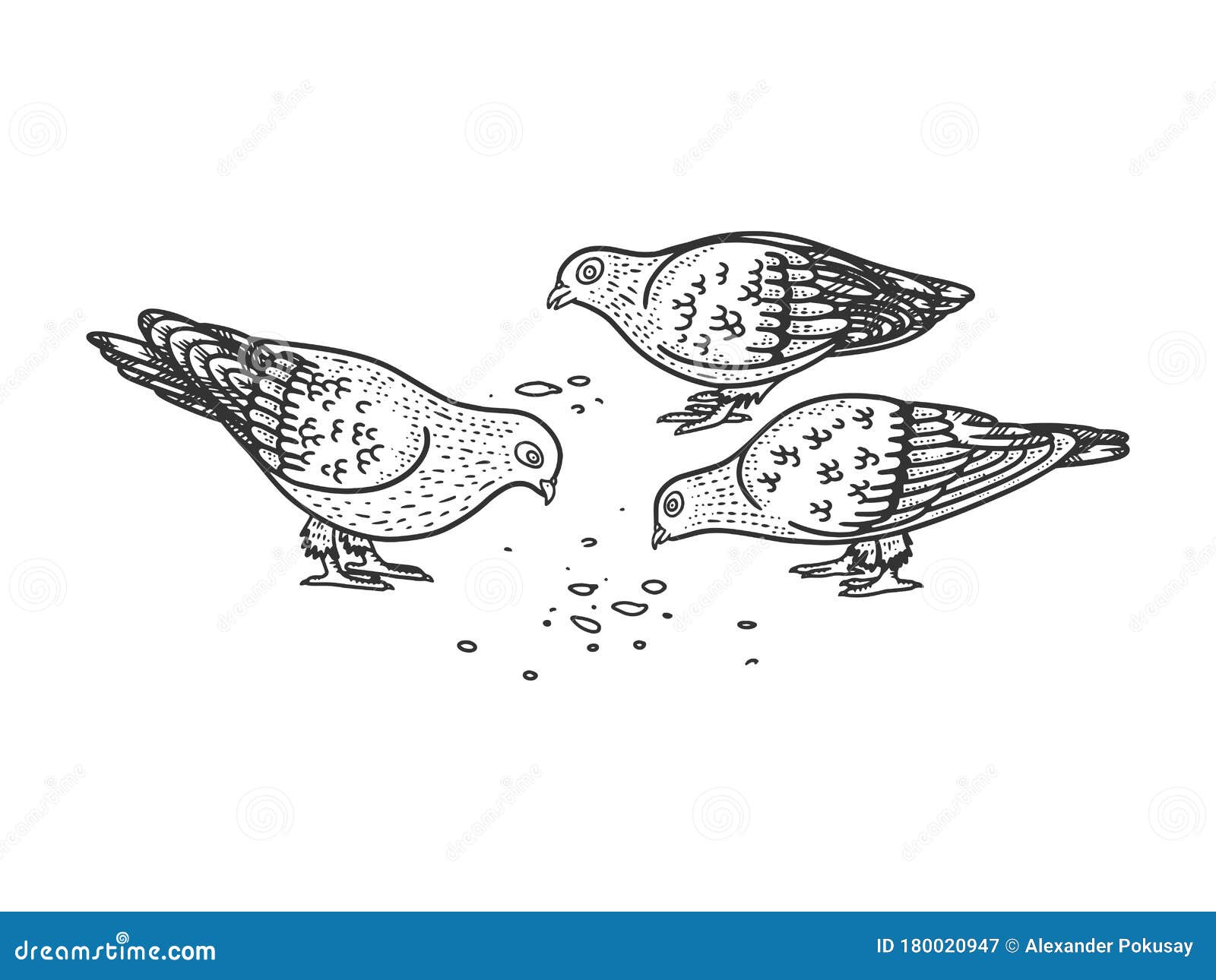 pigeons peck seeds sketch  