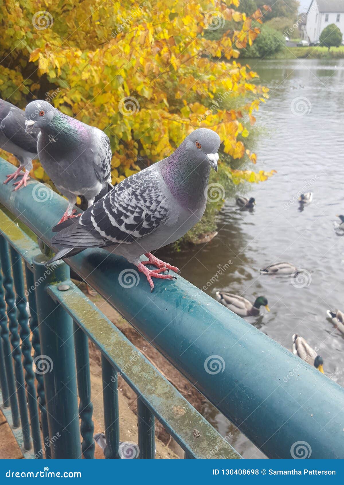 Pigeons Perching stock photo. Image of lake, pigeons 130408698