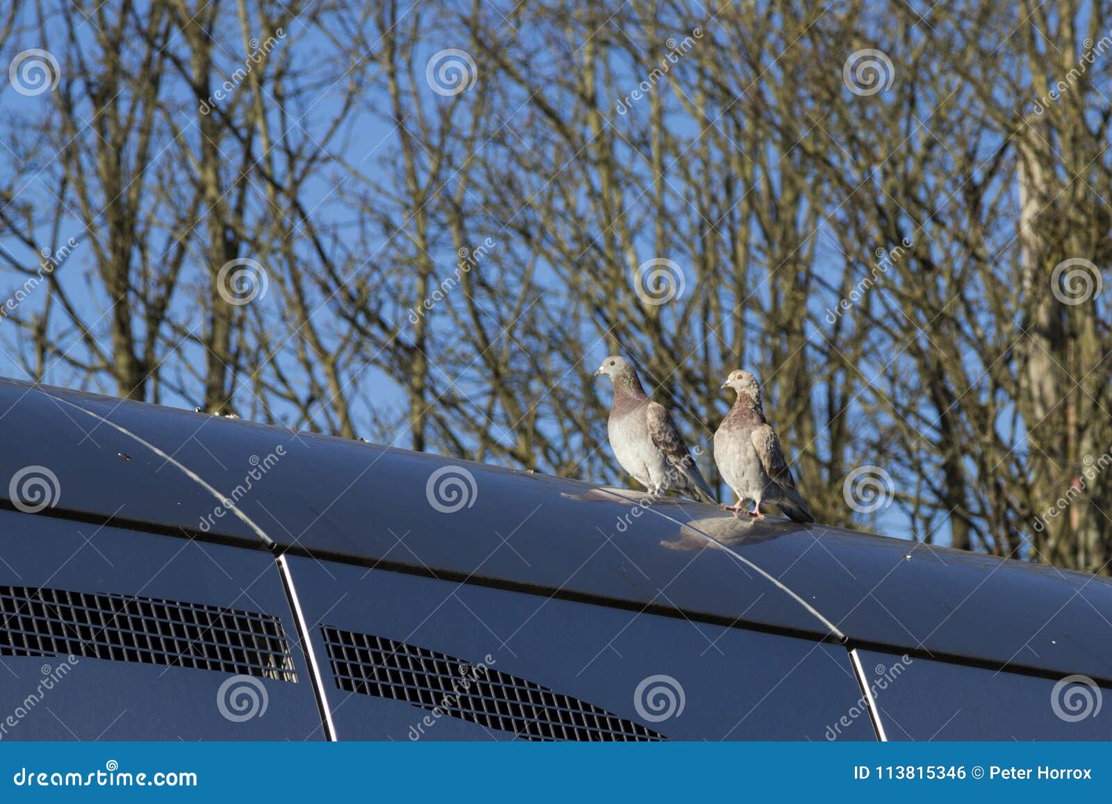 Pigeons perching stock photo. Image of perching, flight 113815346