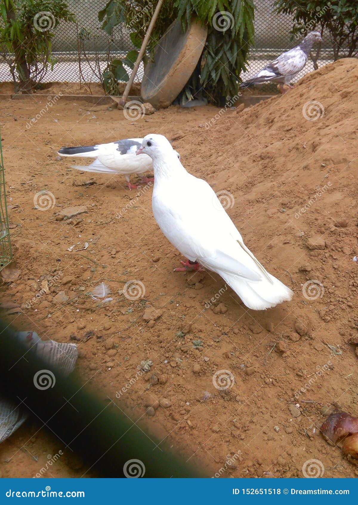 Pigeons are Playing in Open Area. Stock Photo Image of money, cost