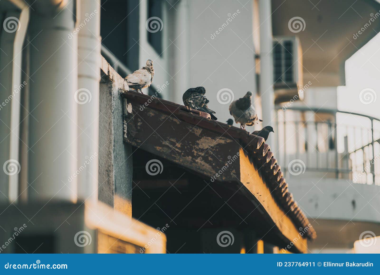 Pigeons Resting during Sunrise an Old Apartment Stock Image Image of