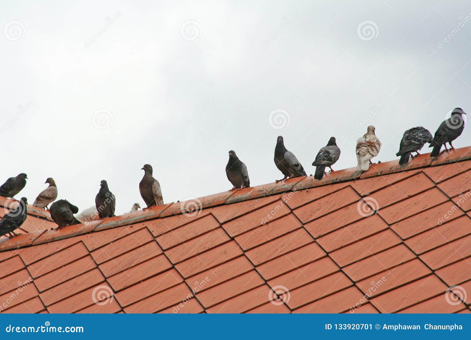 Pigeons on roof stock image. Image of background, beautiful 133920701