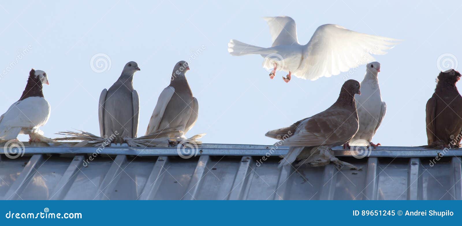 Pigeons on the roof stock image. Image of purity, dove 89651245