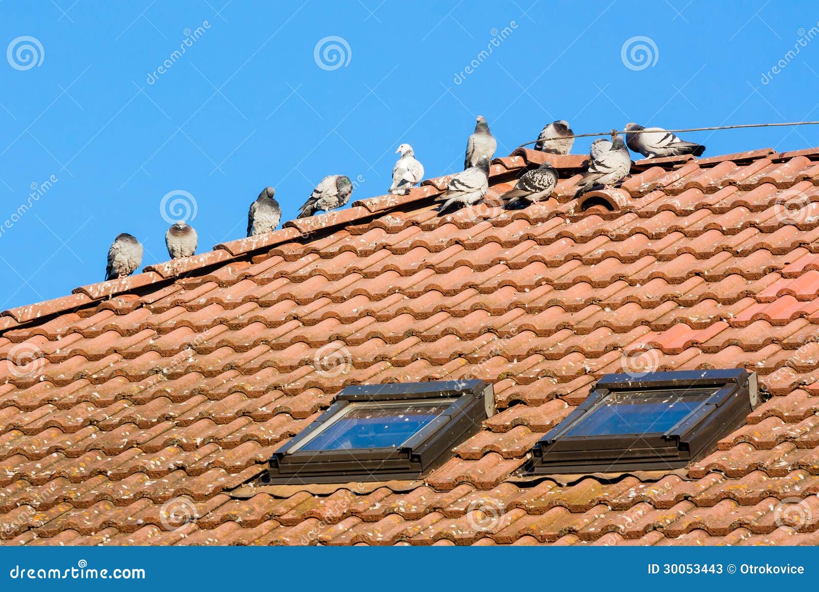 Pigeons on the roof stock image. Image of house, dirtying 30053443