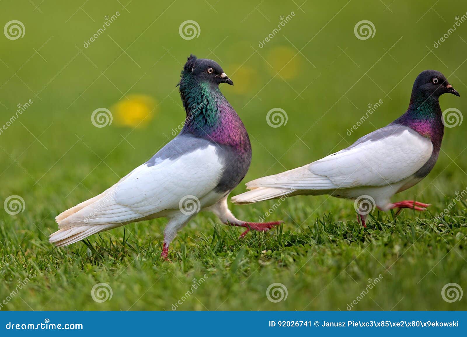 Pigeons on the run stock image. Image of nature, green 92026741