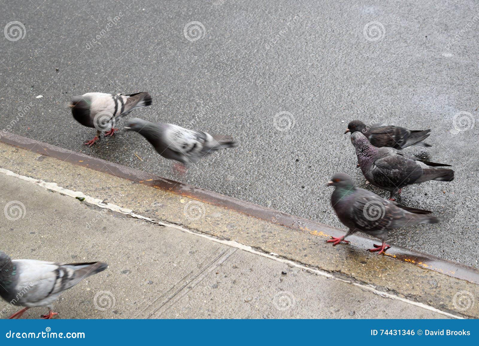 pigeons in times square in manhattan