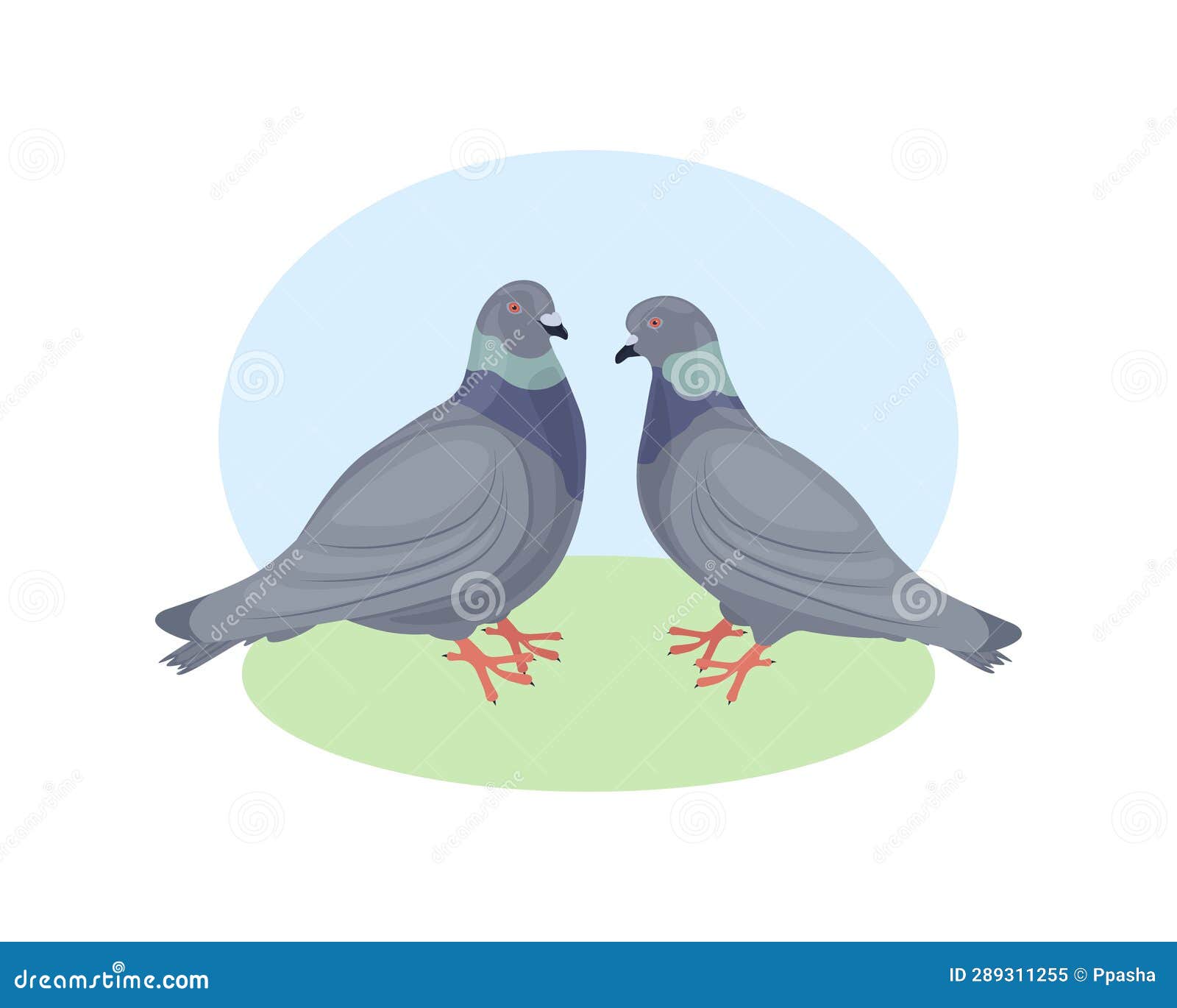 pigeons. two pigeons look at each other. pigeon and dove. urban birds.   on a white background