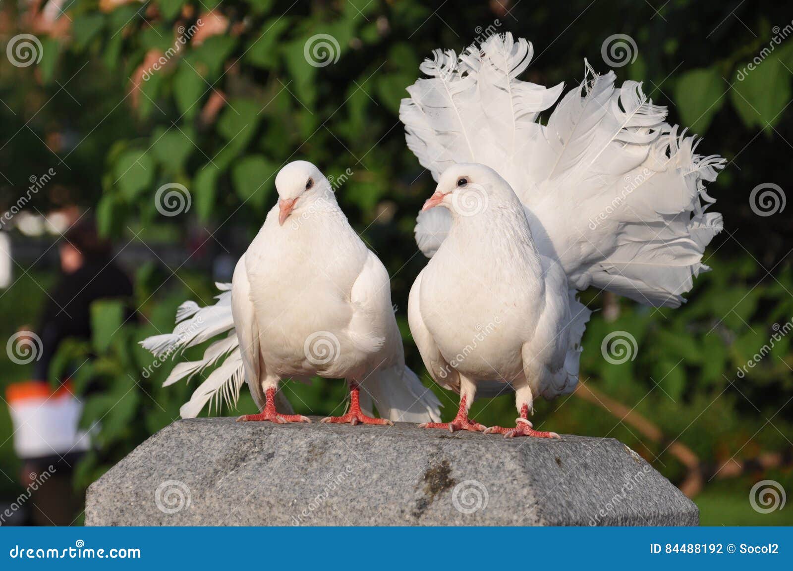Pigeon voyageur blanc