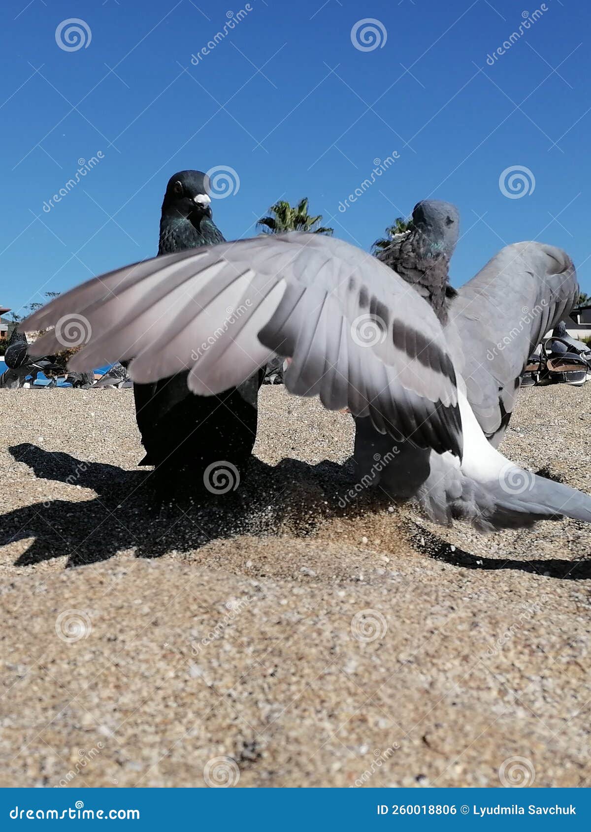 Pigeons Walk on a Sandy Beach Stock Photo Image of goose, wing 260018806