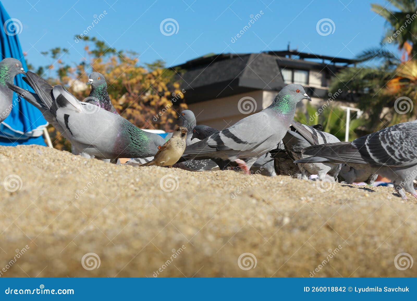 Pigeons Walk on a Sandy Beach Stock Photo Image of beak, pigeons