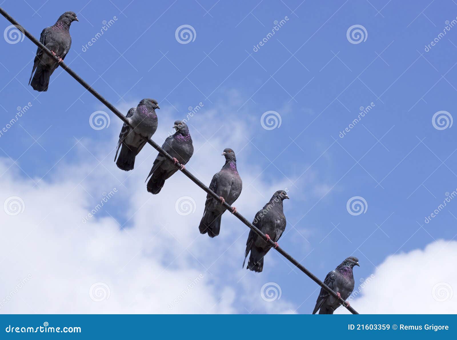 Two Pigeons Sitting On Wire Pigeons On A Wire Format Stock Image Image 21603359