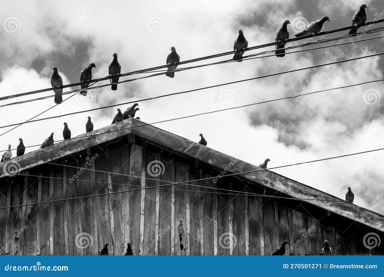 pigeons on the wires in black and white background.