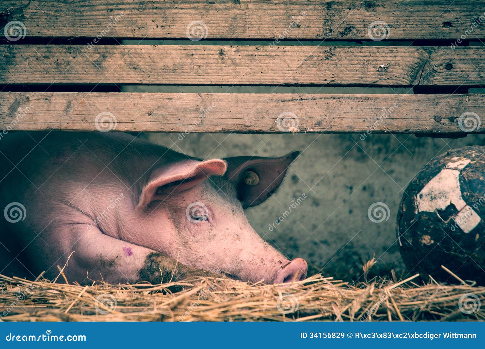 Piggy days stock image. Image of spots, bored, alone 34156829