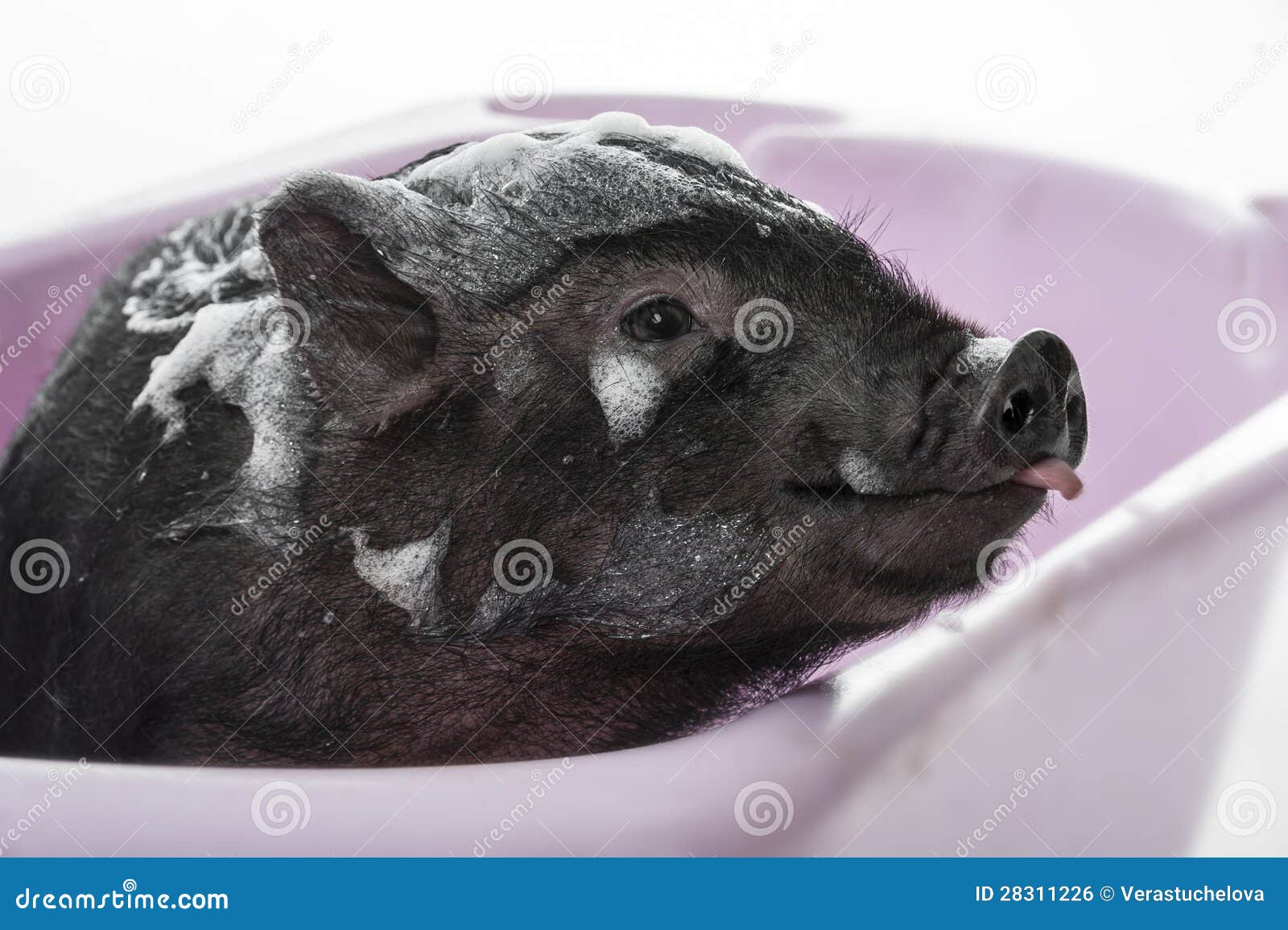Piggy having bath stock photo. Image of healthy, home 28311226