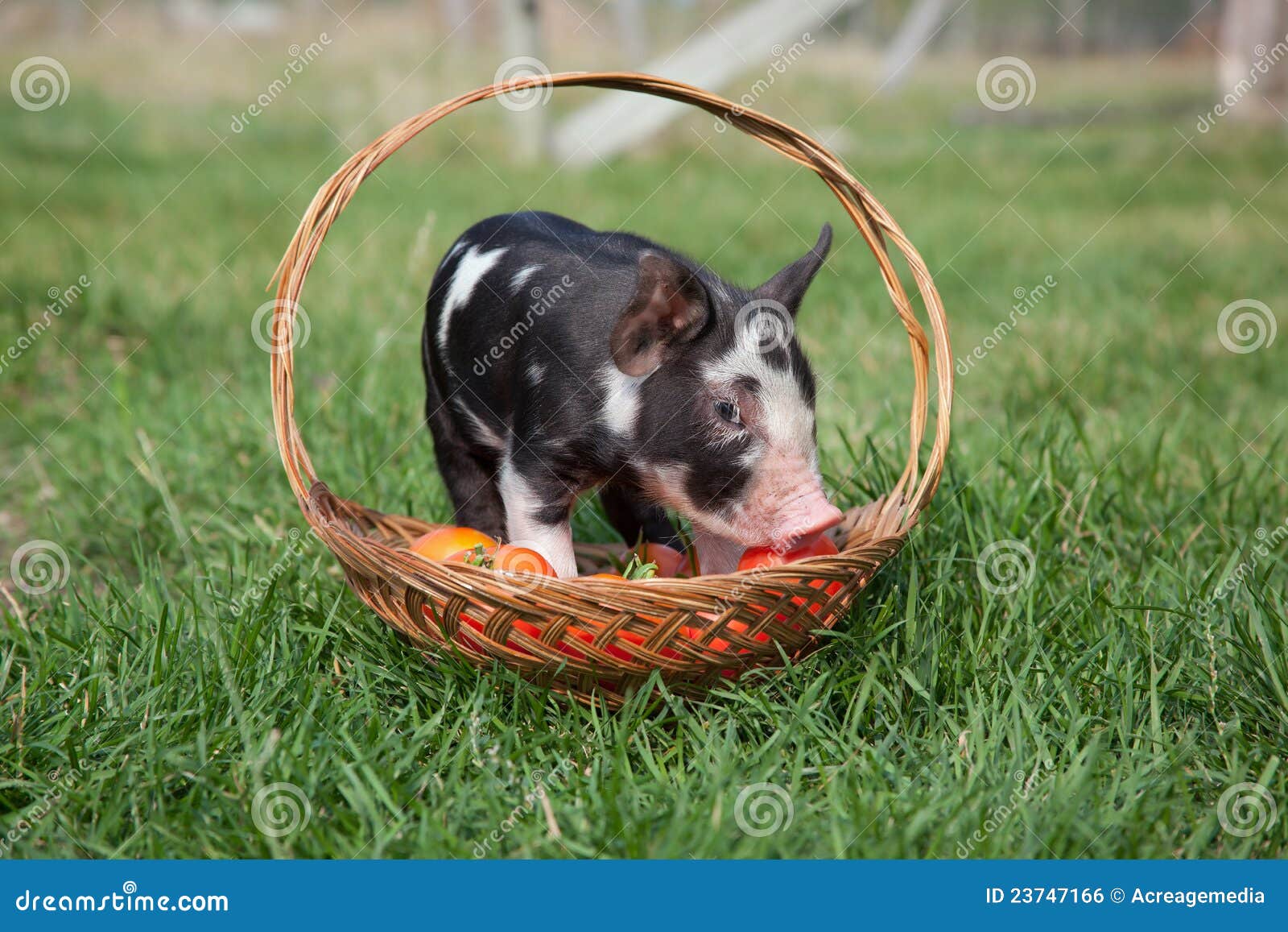 Piglet in a basket stock photo. Image of black, piglet 23747166