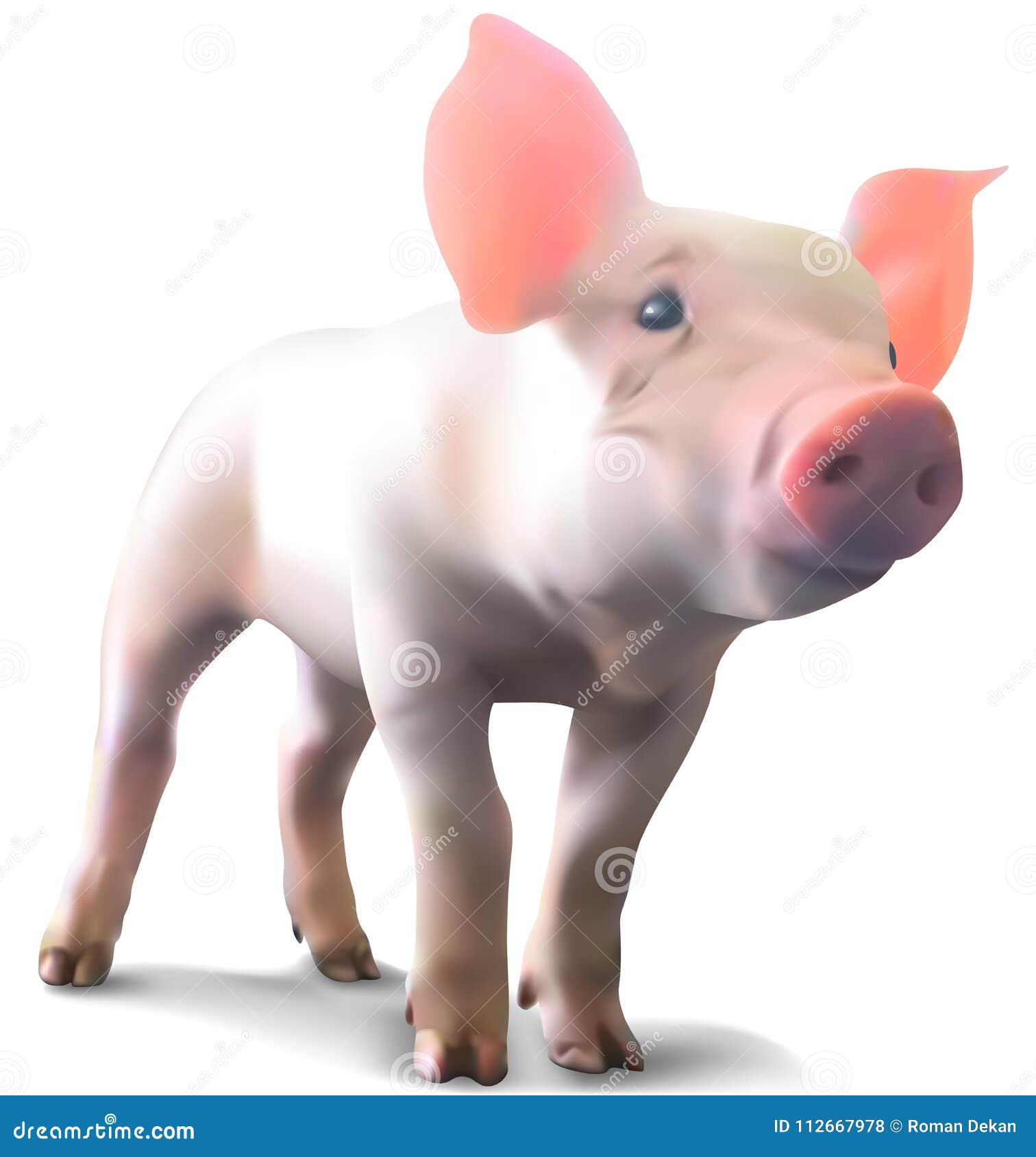 piglet on white background