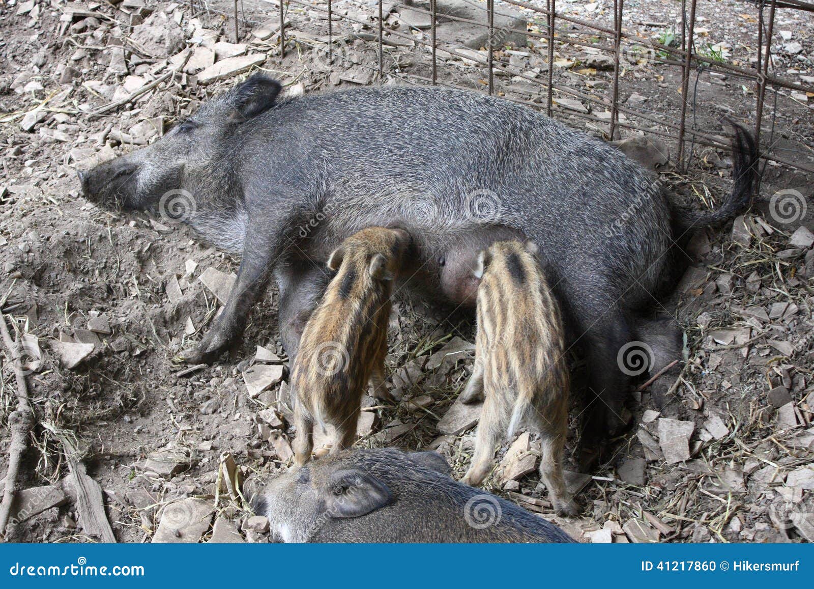 piglet wild boar with mother