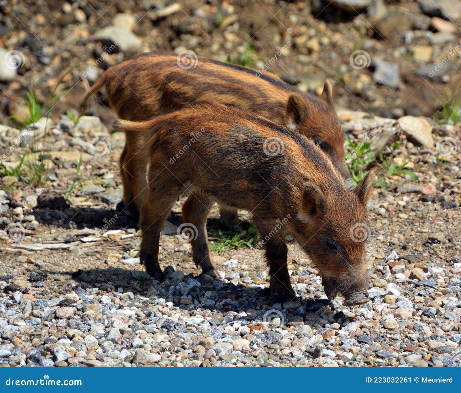 Piglet Wild Boar Sus Scrofa Also Known As The `wild Swine`common Wild