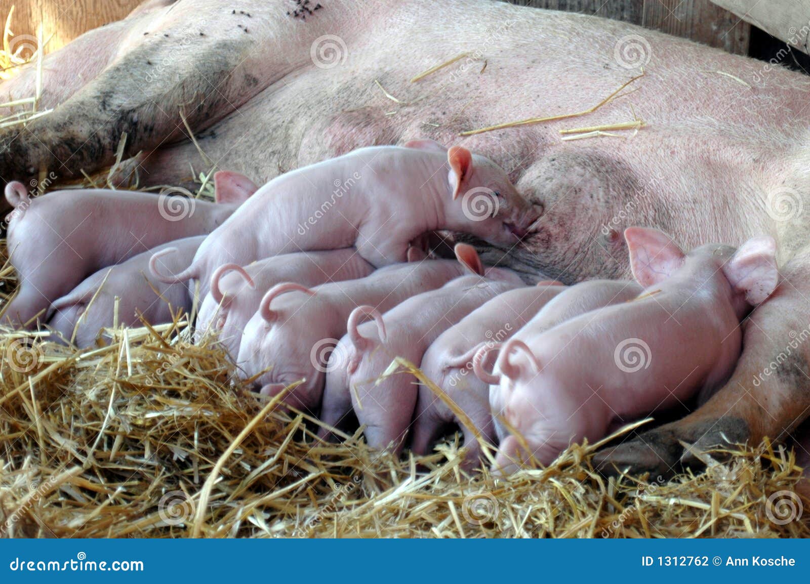 Piglets Nursing Stock Photography Image 1312762