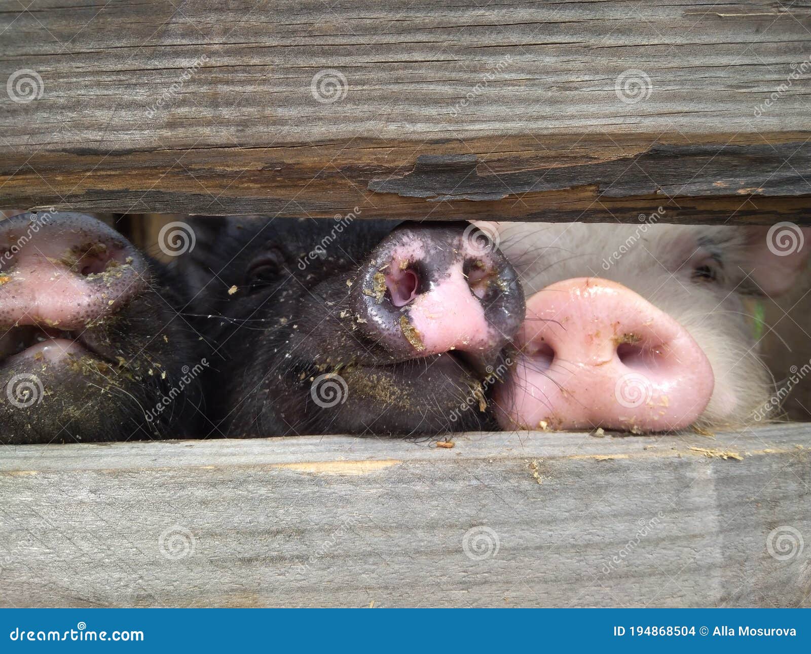 Piglets in the Paddock Poked Their Noses into the Fence Funny Piglets of  Farm Animals Stock Photo - Image of young, animal: 194868504
