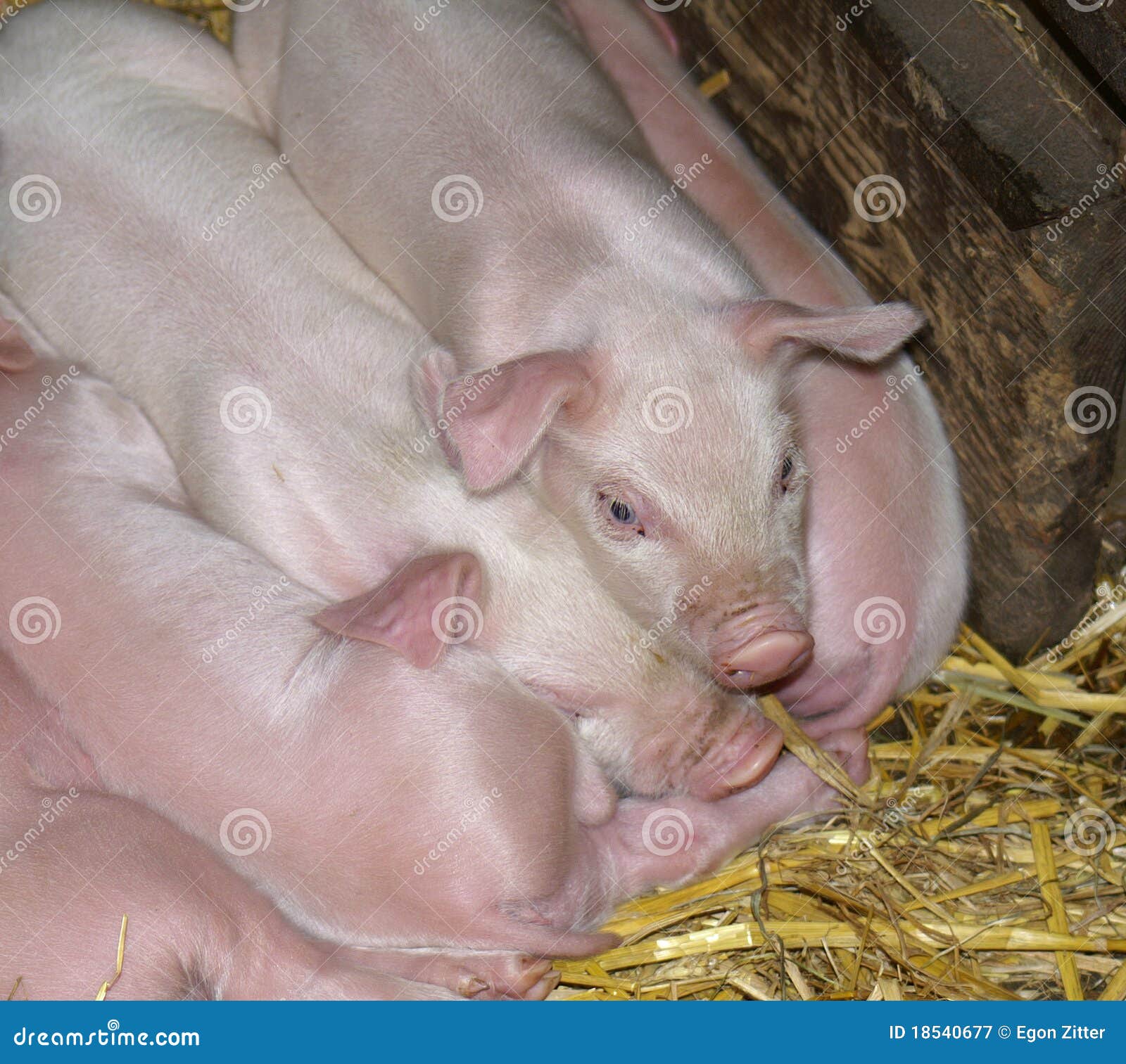 Piglets sleeping closely together in the hay in a barn