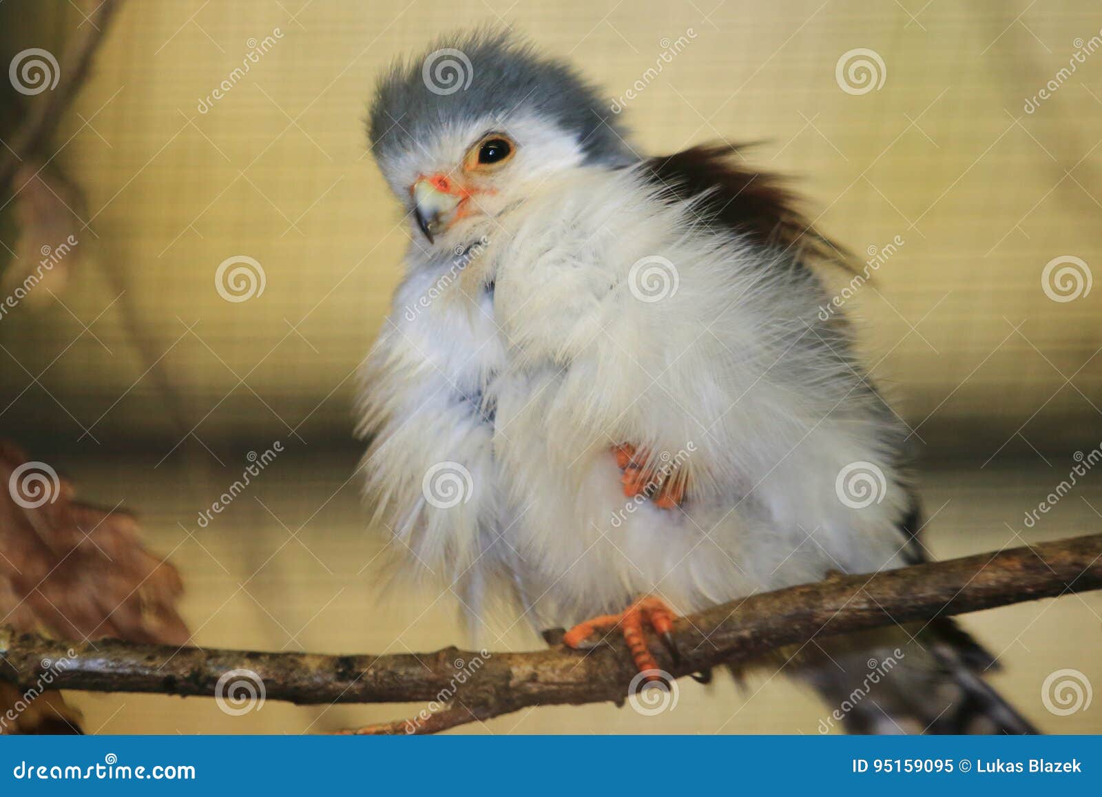 Falcão-pigmeu-africano imagem de stock. Imagem de africano - 95159095, image size:1600x1157