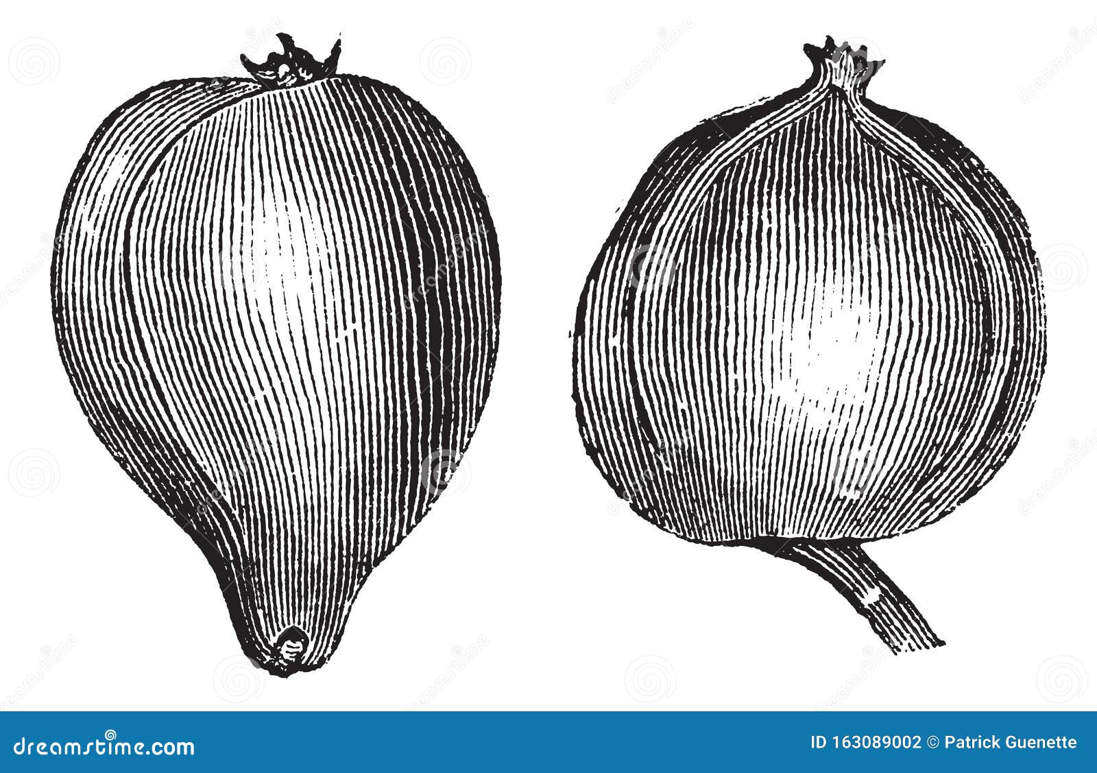 1- pignut hickory 2. bitternut hickory vintage engraving