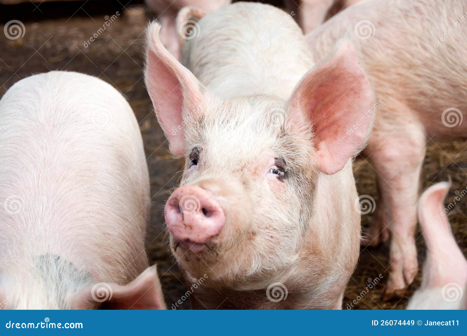 Pigs stock image. Image of boar, pigs, ears, farm, rural 26074449