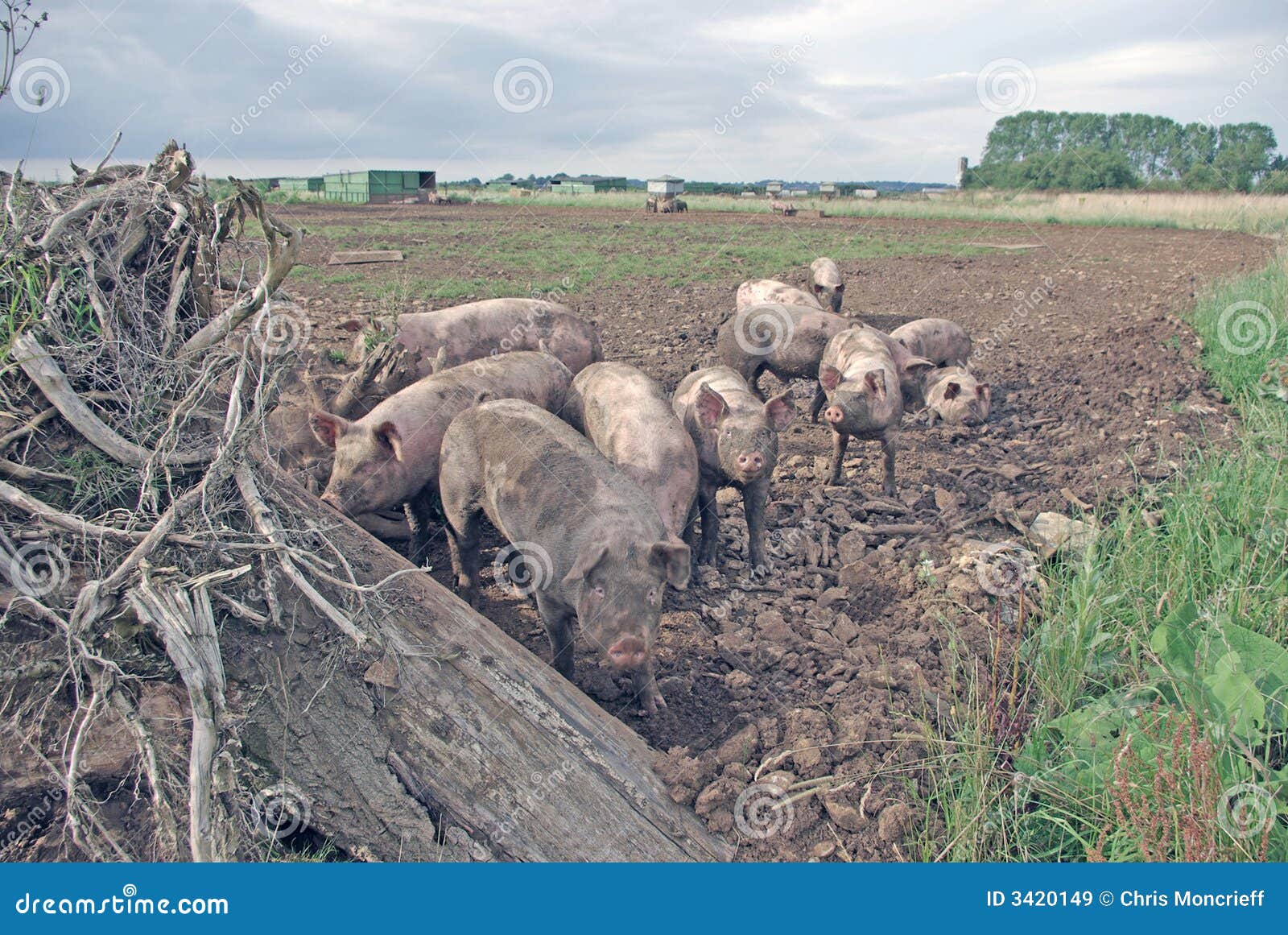 [Image: pigs-3420149.jpg]