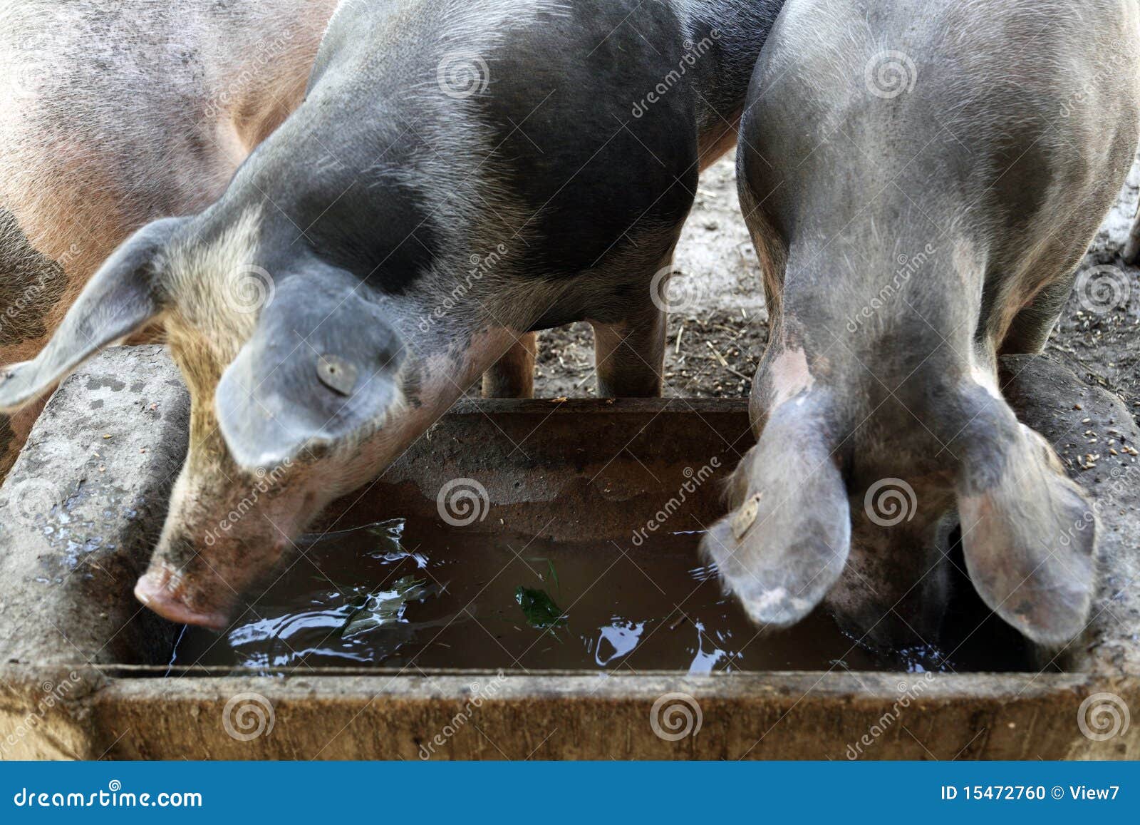 Pigs drinking from trough stock photo. Image of dark 15472760