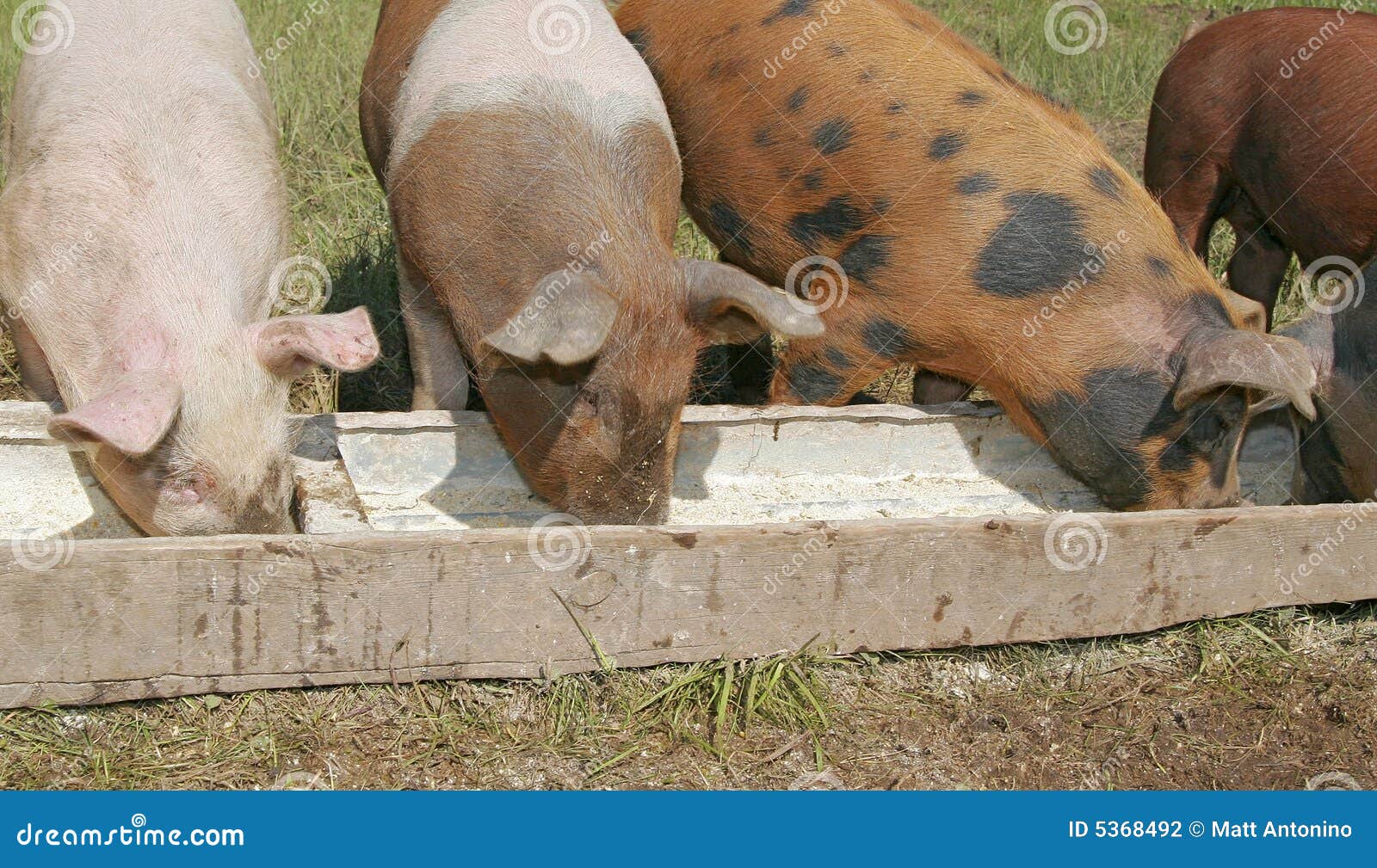 pigs eating