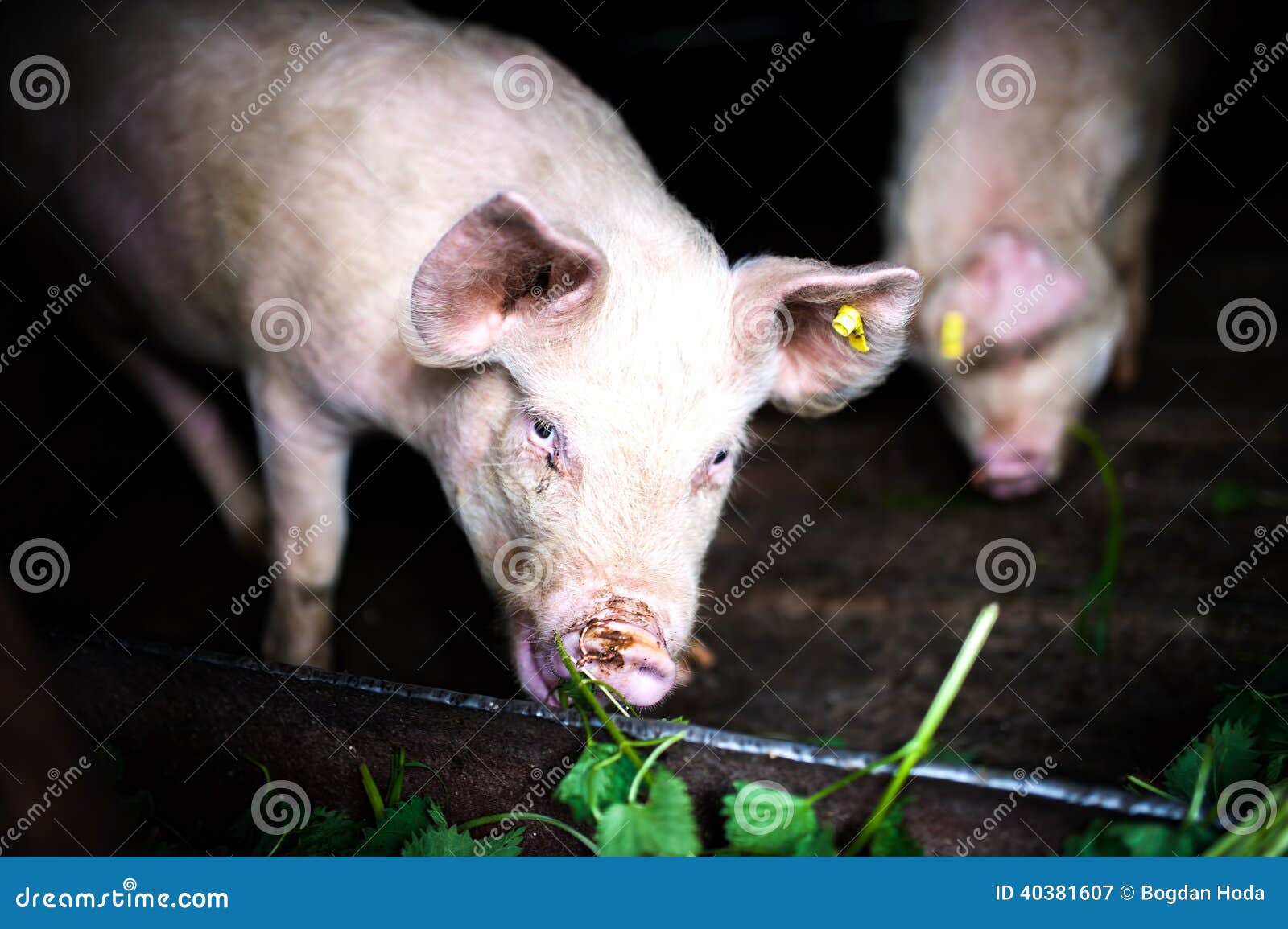 Pigs Eating Grass at Local Farm in the Countryside Stock Image Image
