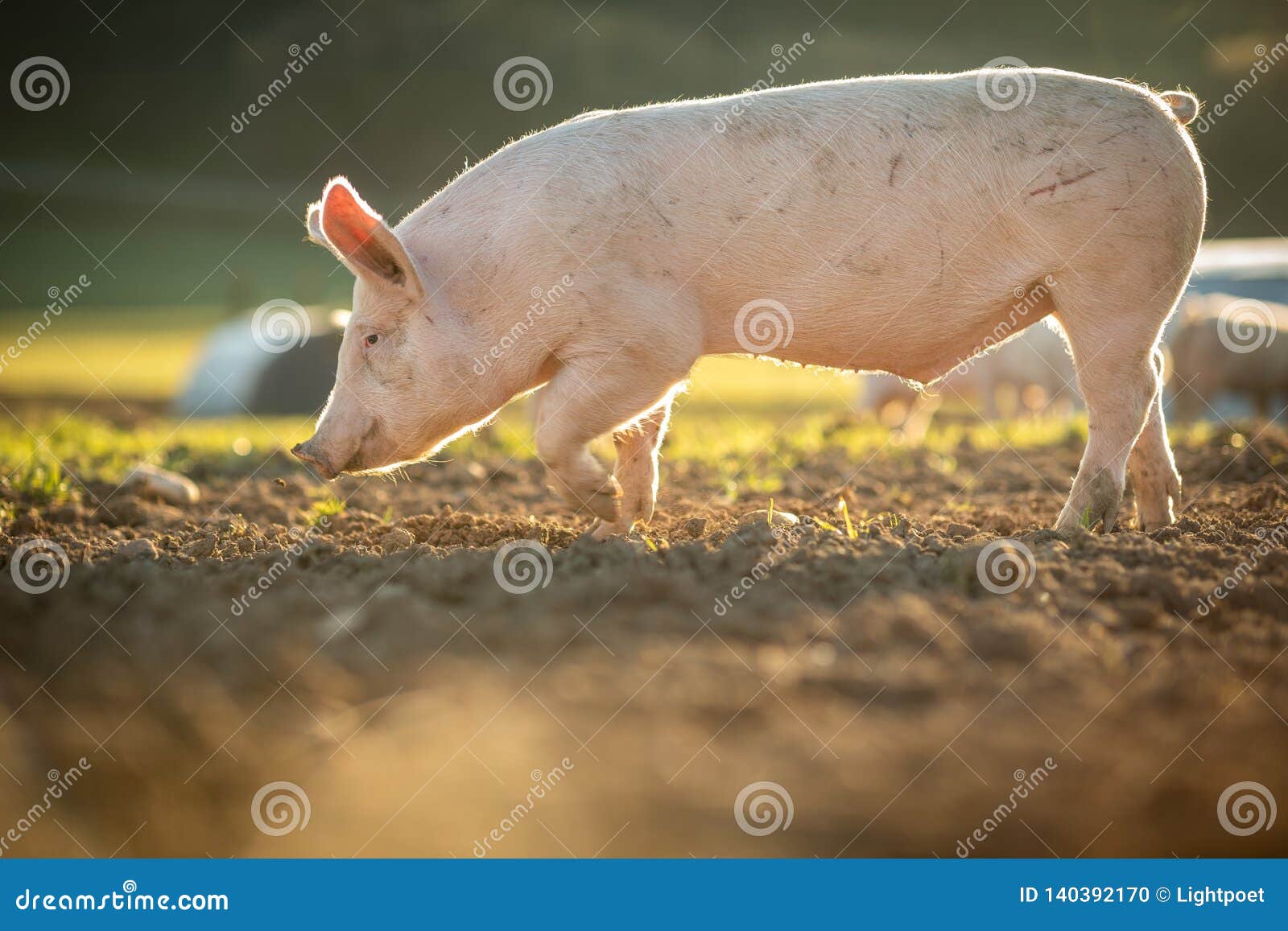 pigs in an organic meat farm