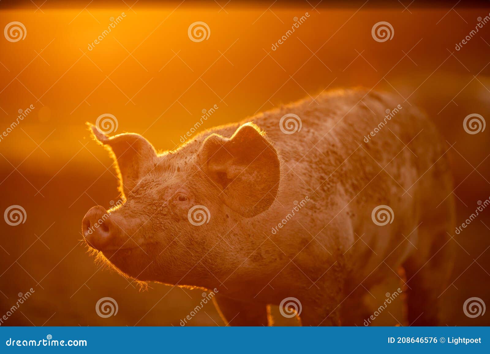 Pigs Eating on a Meadow in an Organic Meat Farm Stock Photo Image of