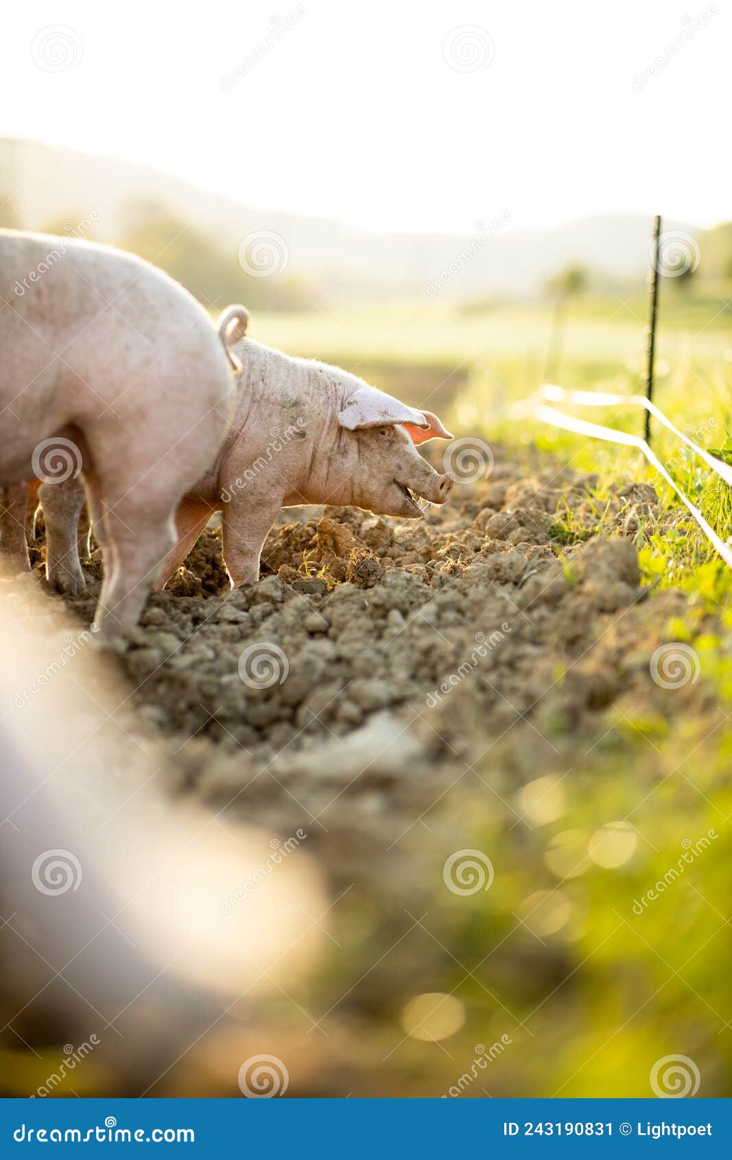 Pigs Eating on a Meadow in Meat Farm Stock Image Image of animal