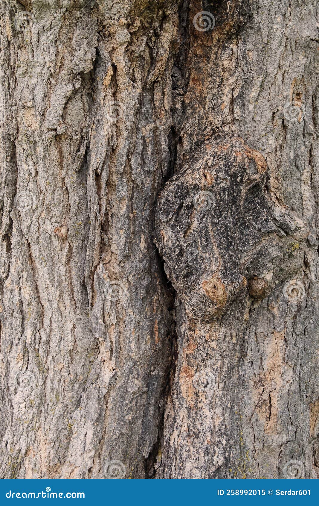 Pigs face in bark stock image. Image of wood, bark, pigs 258992015