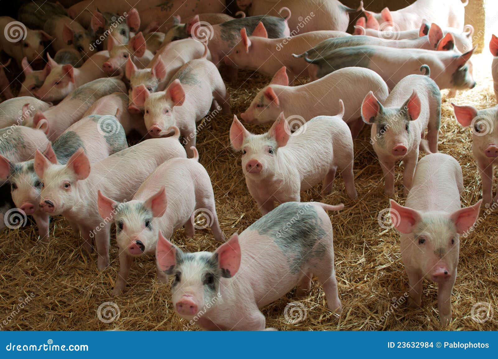 pigs in a farm