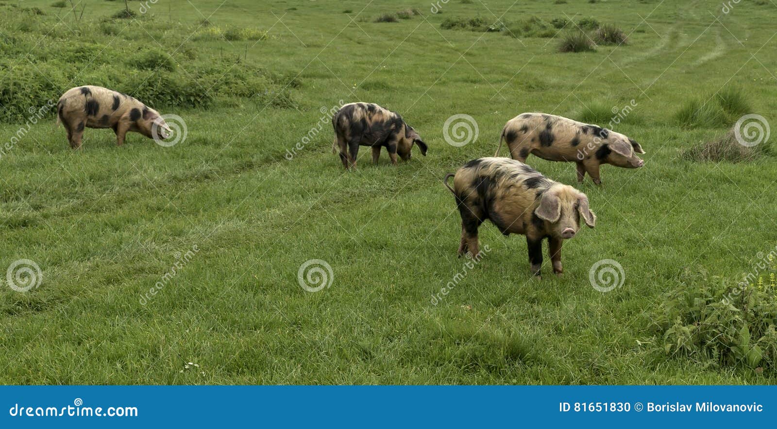 Pigs and Farm Animals Grazing in the Meadow Stock Photo Image of