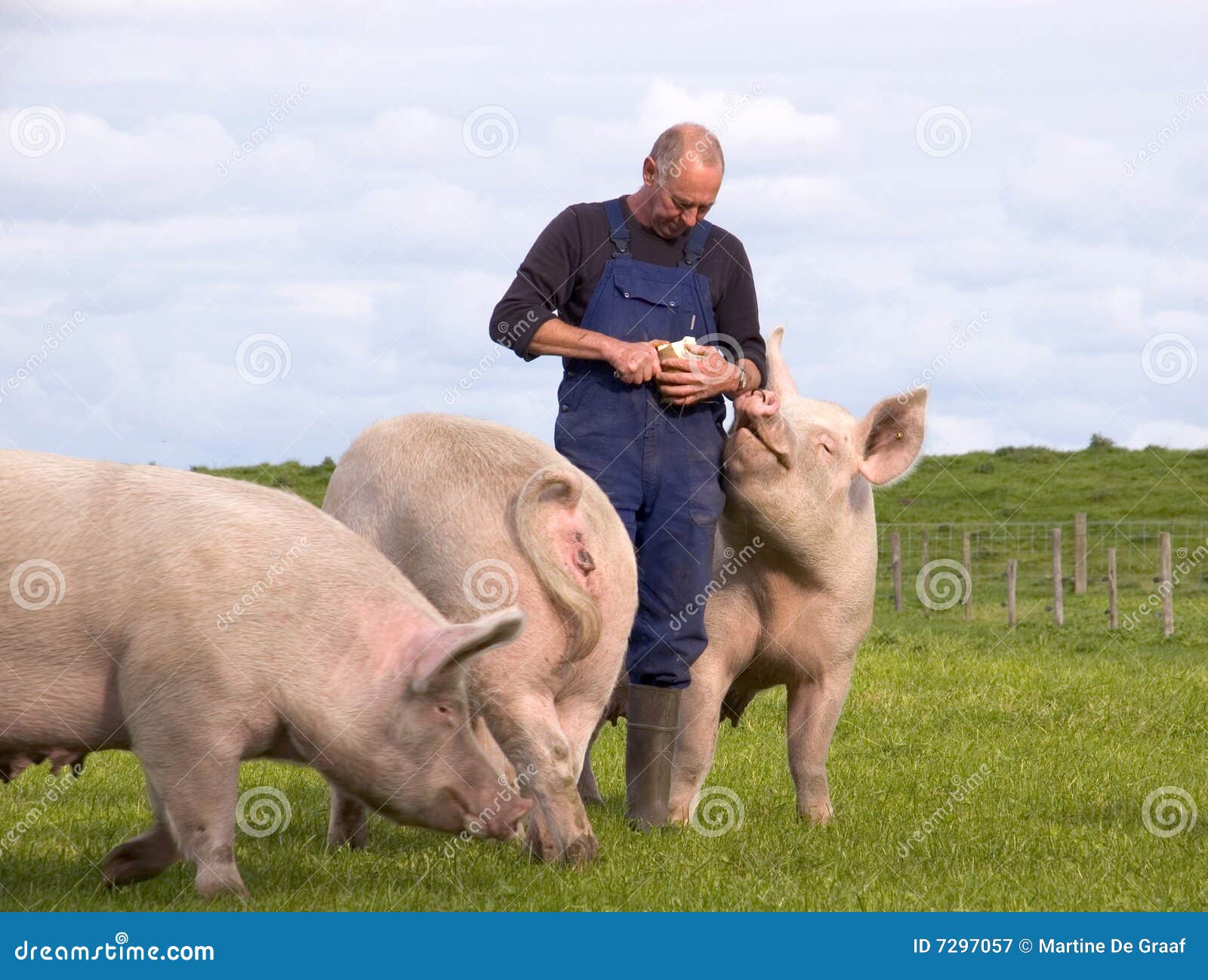 pigs farmer