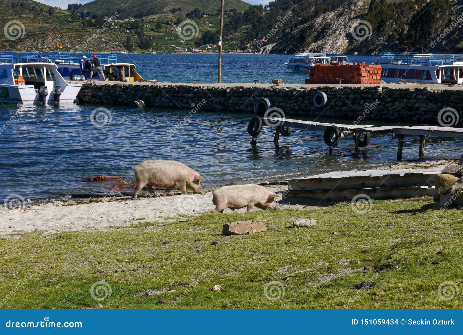 pigs in a field of salar de uyuni in bolivia