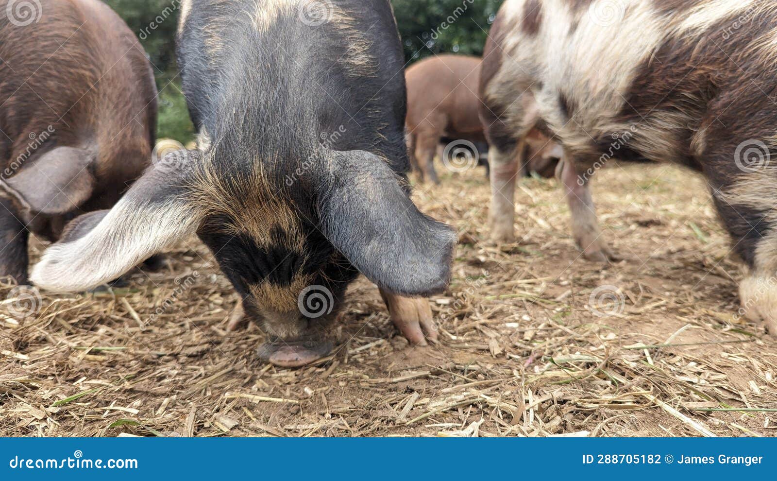 pigs foraging with snouts in the ground for food