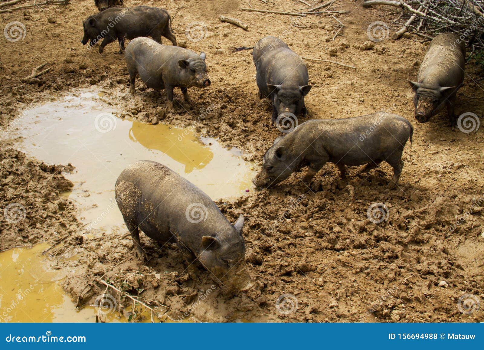 Pigs in mud stock photo. Image of piglet, range, pork 156694988